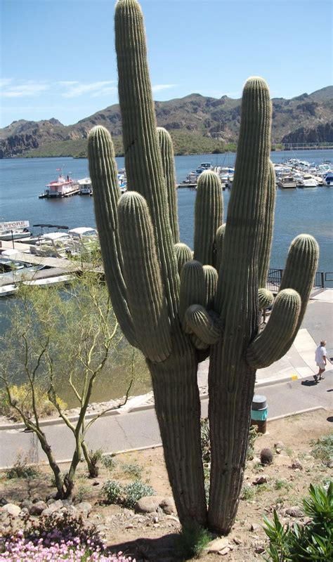 1 be a cactus in a world full of delicate flowers. Saguaro Cactus at Saguaro Lake in Mesa, AZ - Did you know ...