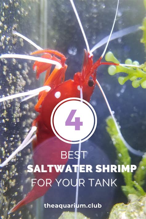 Best Saltwater Shrimp For Your Tank In Saltwater Best Fish Species