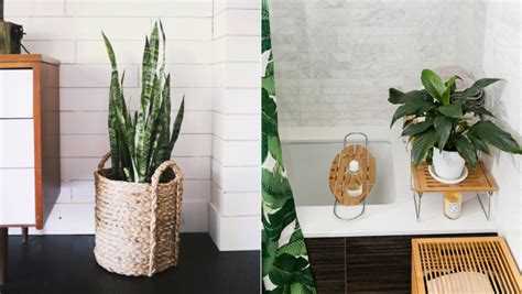 20 Bathroom Plants That Thrive In High Humidity Areas Bathroom Plants