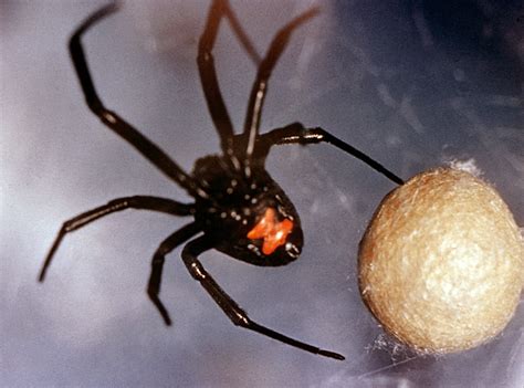 Oregon Poisonous Spiders Identifying Dangerous Spiders In Oregon
