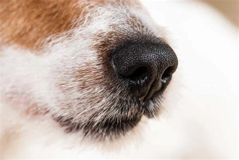 Dog Senses Dogs Smell In Color People In Black And White
