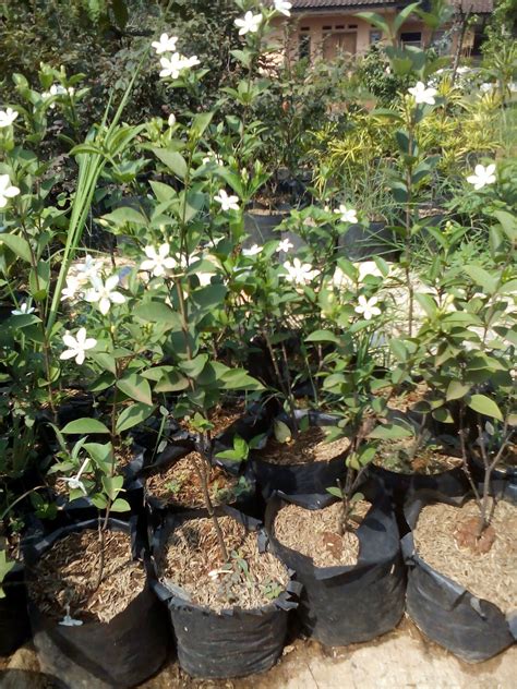 Keindahan dari bunga melati dan wangi yang khas menjadikan. Jual Bonsai Melati Jasmine | Pohon Melati Jasmine | Tukang ...