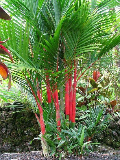 17 Best Red Plants Palms And Flowers Images On Pinterest Red Plants