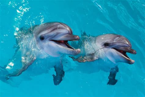 A Group Of Cute Smart Dolphins Eating Fish In The Ocean Stock Photo