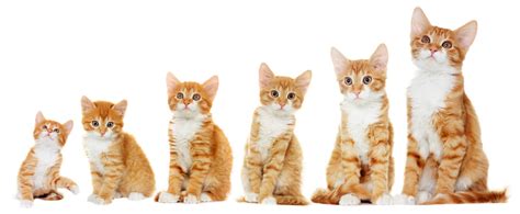 Kitten Care Week By Week Weeks 1 To 8 Our Vet Explains Cat World