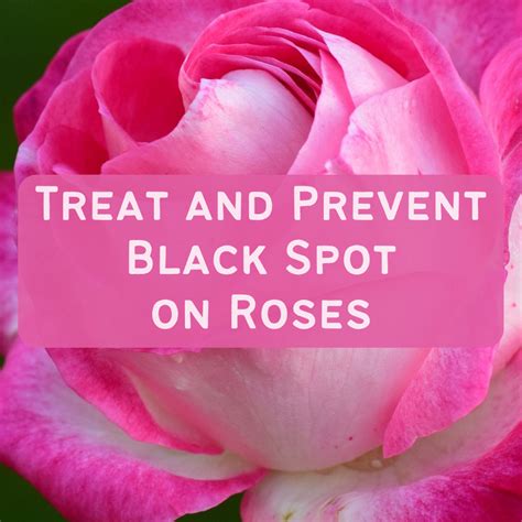 How To Treat And Prevent Black Spot Disease On Roses Dengarden