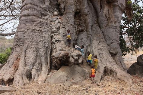 6000 Yrs Old Baobab Tree In Senegal West Africa Trees To Plant Baobab Tree Natural Landmarks