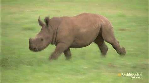 Baby Rhino Running  Just Go Inalong