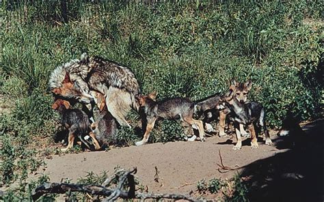 In The News Range War Over Wolves Continues Lobos Of The Southwest