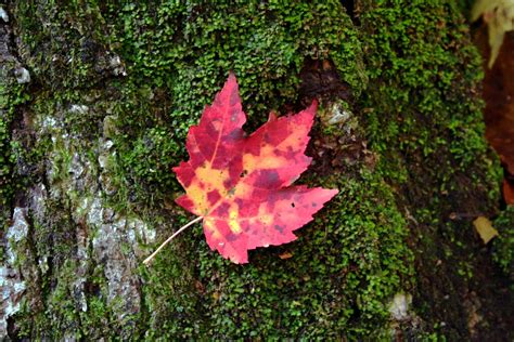 Fall Leaf Foliage Free Nature Pictures By Forestwander Nature