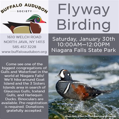 Birding With Beaver Meadow Audubon At Niagara Falls State Park January