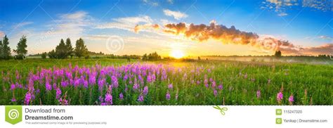 Panorama Rural Landscape With Sunrise And Blossoming Meadow Stock Photo