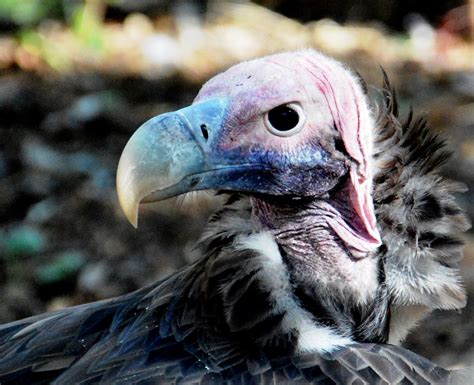 Lappet Faced Vulture Torgos Tracheliotus In Mokolodi Natur Flickr