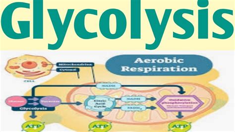 Glycolysisaerobic Respirationremedial Biologyunit 5 B Pharm 1 Year