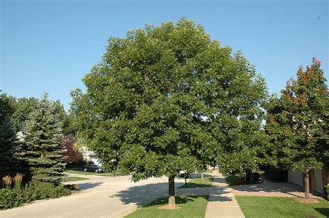 Sorbus autumn spire rowan mountain ash tree 12 litre pot. Marshall's Seedless Green Ash (Fraxinus pennsylvanica ...