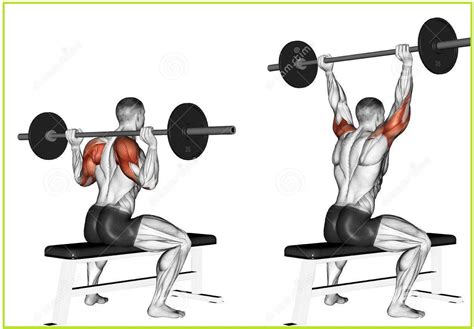 Shoulder Exercises For Men Shoulder Workout Barbell Workout