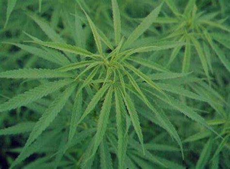 Semua bentuk dadah diperolehi dari pokok genus cannabis. Bersama Udin...: Jenis-Jenis Dadah Disalah Guna