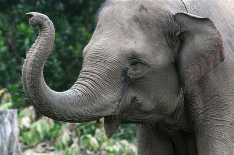Habitat Loss Drives Sumatran Elephants Step Closer To Extinction Wwf