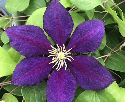 Tapi apa saja ya jenis tanaman rambat yang cocok menjadi tanaman penghias pagar rumah? Clematis