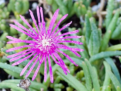 How To Grow And Care For Ice Plant Ice Plant Unusual Plants Plants