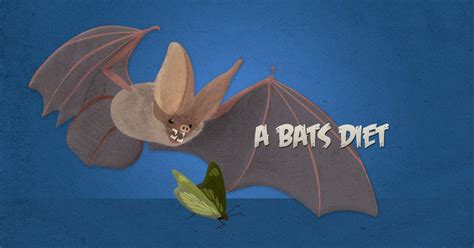 Incredible Facts All About Bats