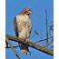 Red Tailed Hawk  Mountain Sanctuary Learn Visit Join