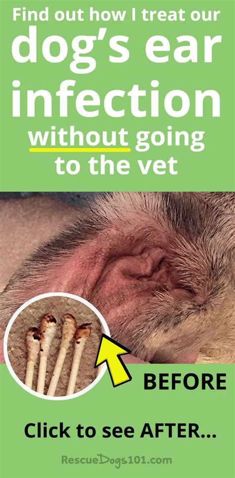 Although the baby may show signs of activeness throughout if you do see a docotr then they may prescribe antibiotics to get rid of an infection, while other medications such as acetaminophen and ibuprofen. The Secret to Getting Rid of Ear Infections in Your Dog at ...