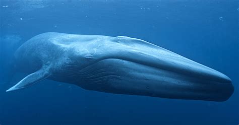 Blue Whale Australian Antarctic Program