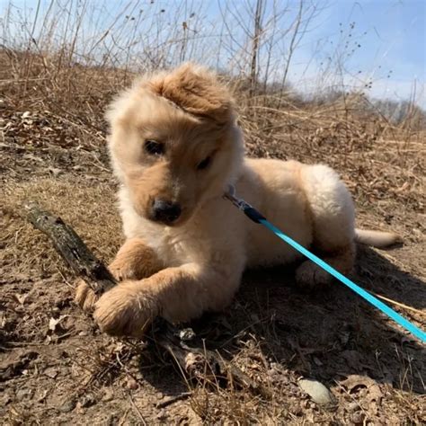 El Caso De La Perrita Unicornio Tiene Una Sola Oreja Sobre La Cabeza