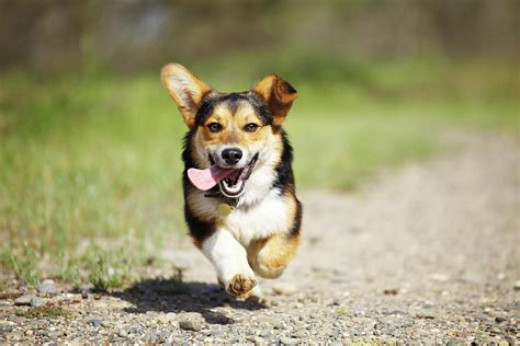 Happy Dog Running Outdoors By Purple Collar Pet Photography