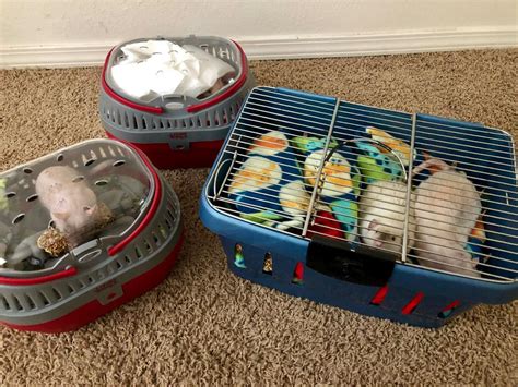 Recommend sturdy hard-sided travel carrier for 3 rats? Or please ID the