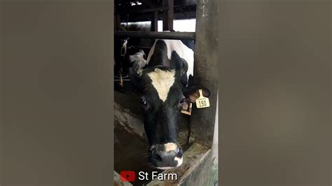 Ternak Sapi Perah Friesian Holstein Fh Di Jakarta Youtube