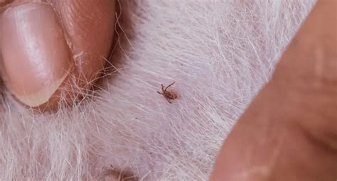 Can Fleas Live In Dirt18 Ways To Get Rid Of Fleas Fast