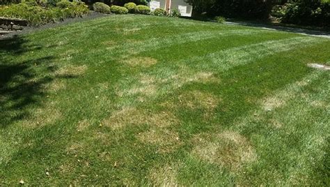 Brown Patch Prevention And Treatment Lawn Butler