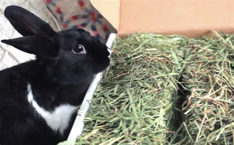 Can A Rabbit Eat Timothy Hay Rabbits Cage