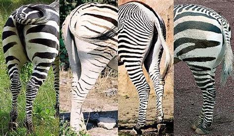 Zebra Facts - Animal Facts Encyclopedia