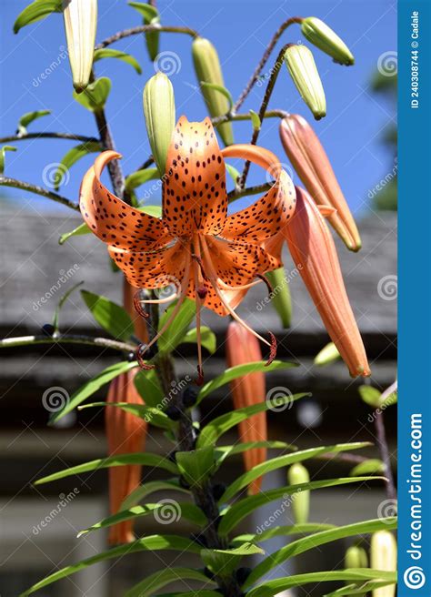 Closeup Of Bright Orange And Black Spotted Tiger Lily Flower Stock