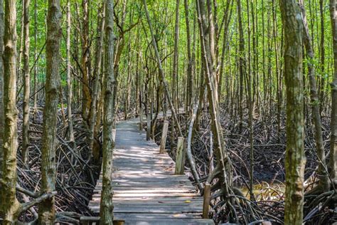 Mangrove Forest Walk Stock Photo Image Of Boardwalk 77706592