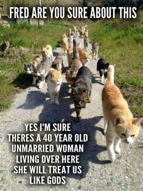 18 Crazy Cat Lady Memes To Give You New Vibes