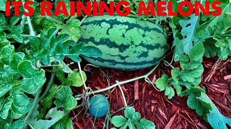 How To Grow Watermelons In A Raised Bed Youtube