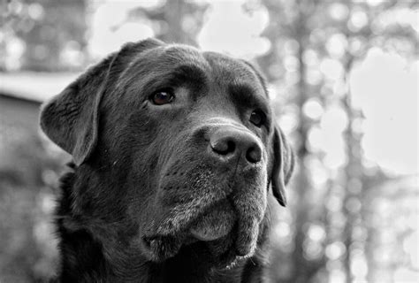 Grayscale Photo Of Dog Free Image Peakpx