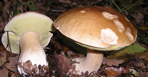 Bolete Mushroom Recipes All Mushroom Info