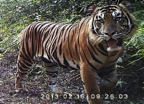 Menyelamatkan Harimau Sumatra Dimulai Dari Mana Catatan Untuk Hari
