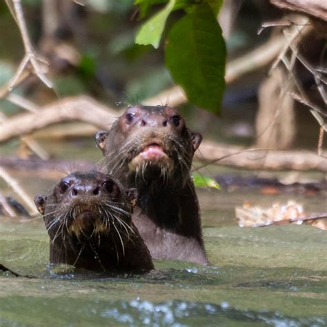 La nutria gigante o lobo de río por la forma de su hocico, es un tipo de mamífero que se caracteriza por ser el miembro más grande de. Reserva Natural La Nutria Gigante de Río - Fundacion ...