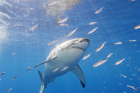 great white shark ‘is seen hunting in british waters for the first time