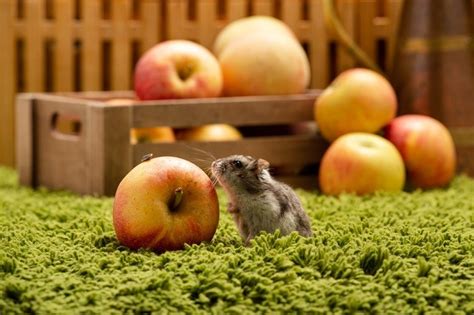 Can Hamsters Eat Apples What You Need To Know Pet Keen