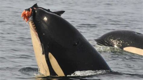 Killer Whales Eating