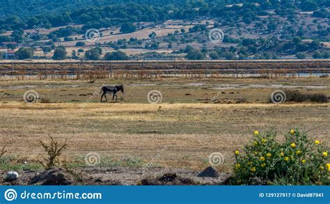 Donkey Walking Through Field With Mountains In The Background Stock Image Image Of Mountains