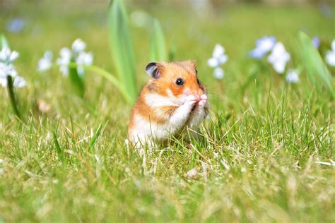 8 Surprising Facts About Hamsters Mnn Mother Nature