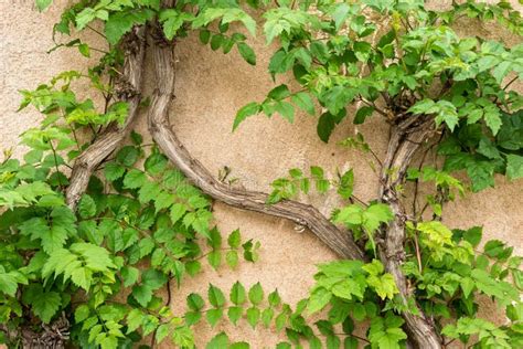 Vines Climbing A Wall Stock Image Image Of Background 70109311